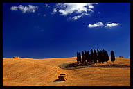 Cluster of Cypress Trees