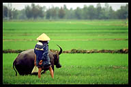 Buffalo Working the Rice Fields