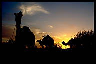 Camels at Sunset on Safari