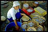 Woman Processing Fish