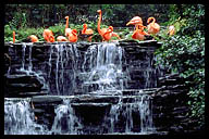 Flamingos at the Botanical Garden