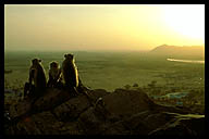 Monkeys Watching the Sun Go Down