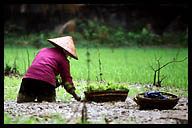 Planting Rice