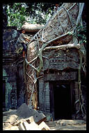 Children Climbing in the Overgrown Ta Promh Temple