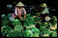 Selling Vegetables at the Market