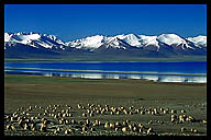 Sheep Grazing at Namtso Lake