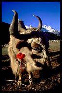 Yak at Dingboche (4410m)