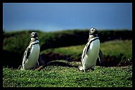 Magellanic Penguins, Puerto Natales, Chile
