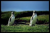 Magellanic Penguins