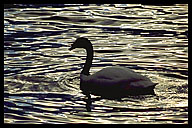 Black-Necked Swan