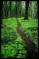 Trail Leads Through an Ancient Forest, Chile