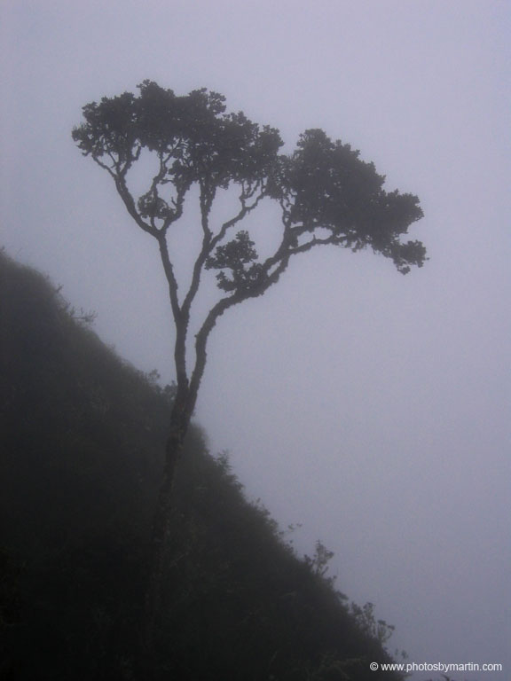 Tree in the Fog