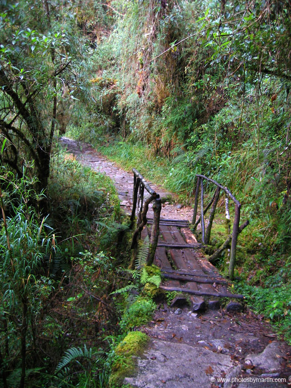Trail Leads Through High Altitude Jungle