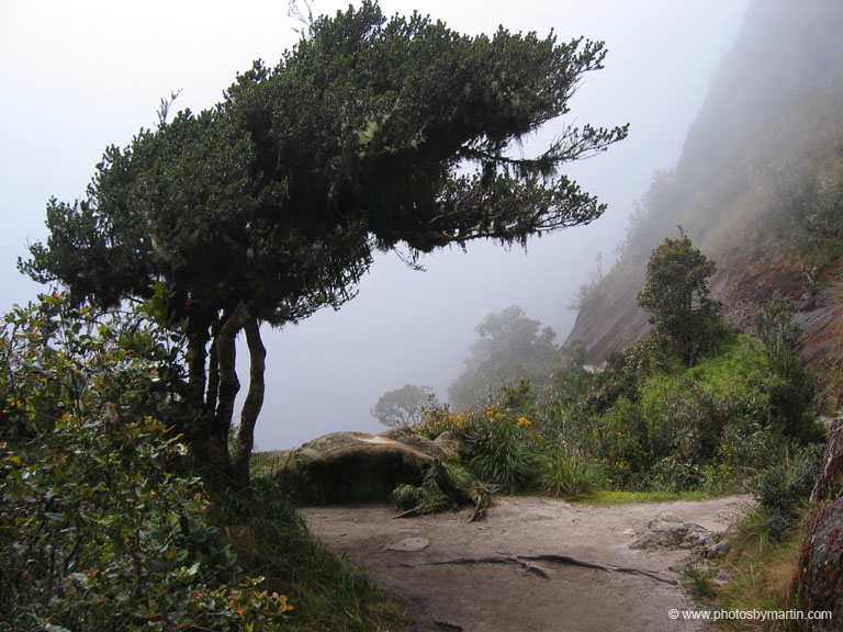 Trail Leads Through High Altitude Jungle