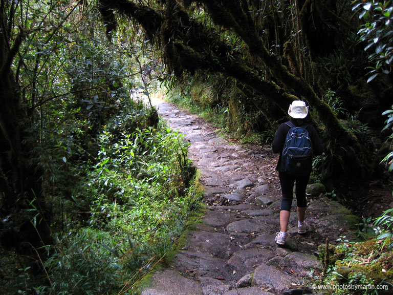 Trail Leads Through High Altitude Jungle