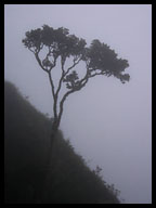 Tree in the Fog