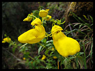 Shoe Flowers