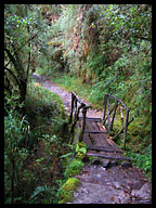 Trail Leads Through High Altitude Jungle