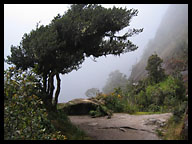 Trail Leads Through High Altitude Jungle