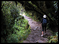 Trail Leads Through High Altitude Jungle