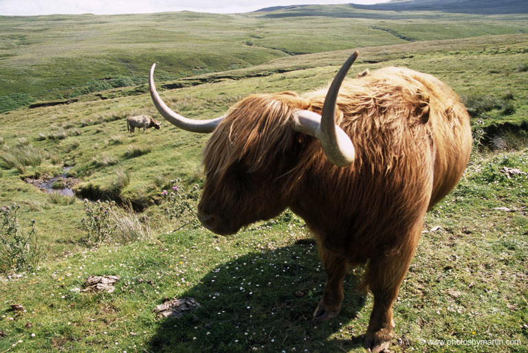 Highland Cow