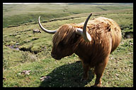 Highland Cow